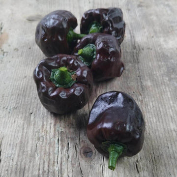 Pepper Seeds – Chilhuacle