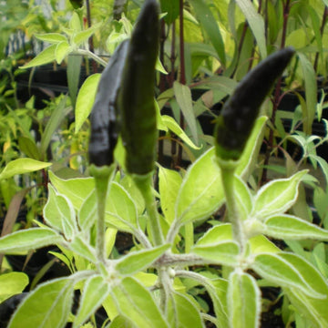 Pepper Seeds – Cobra 