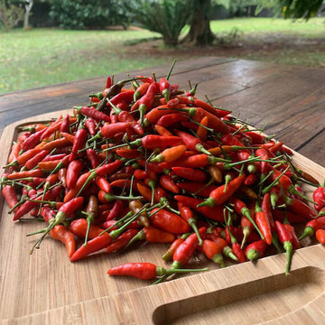Pepper Seeds – Guam Boonies