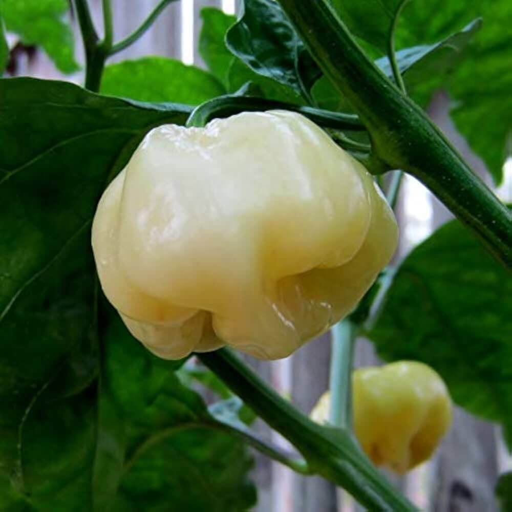 Pepper Seeds – Spicy