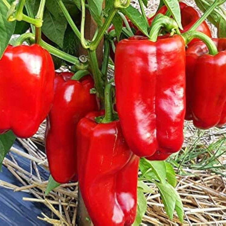 Pepper Seeds - Giant