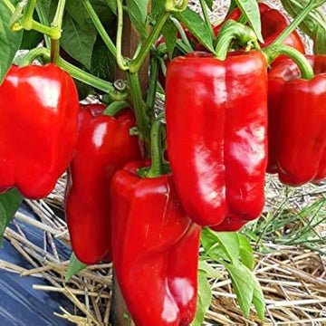 Pepper Seeds - Giant