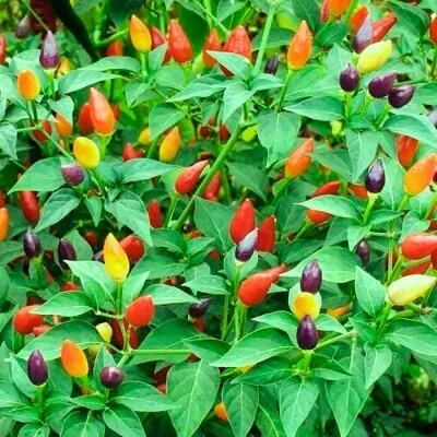 Pepper Seeds - mixed
