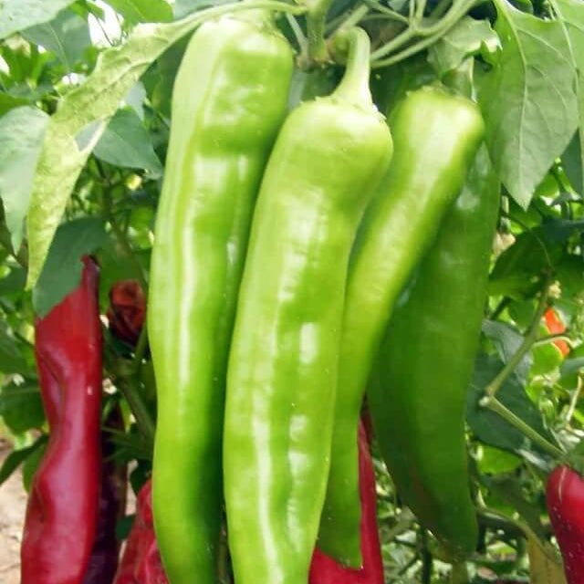 Pepper Seeds – Big Jim 