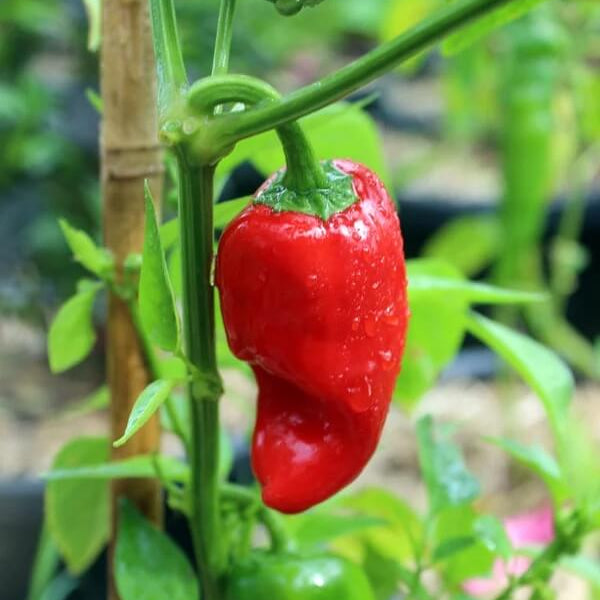 Pepper Seeds – Leutschauer