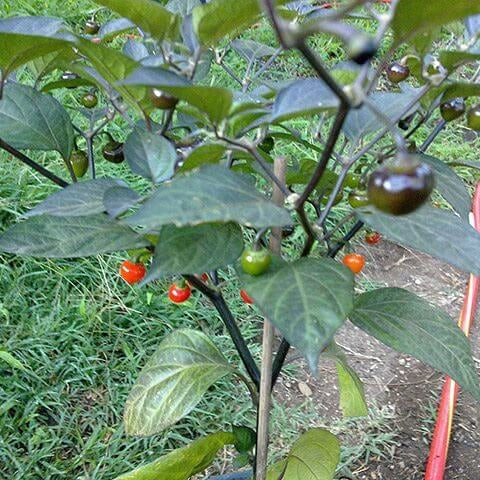 Pepper Seeds – Mata Frade 