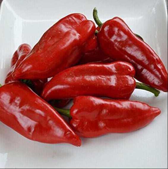 Pepper Seeds – Piquillo