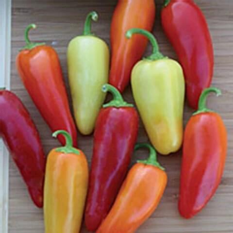 Pepper Seeds – Santa Fe Grande 