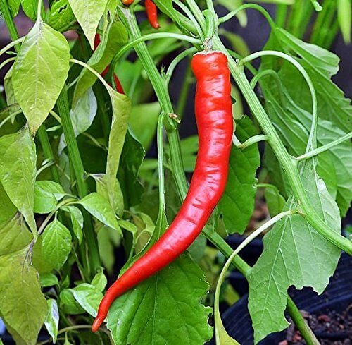  Pepper Seeds - Long Red Hot Chili