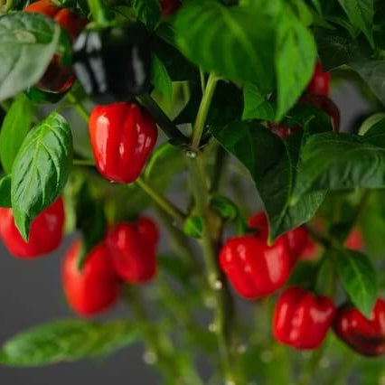 Pepper Seeds - Aji Cubano Dulce Cachucha