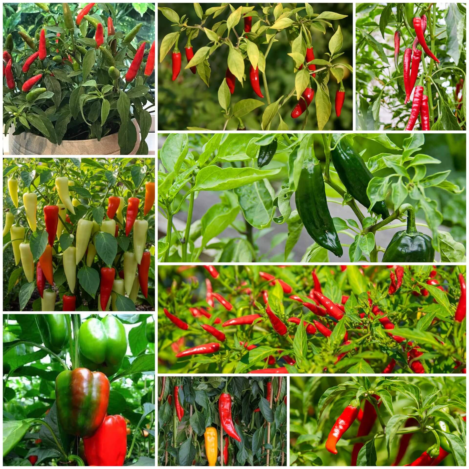 Pepper Seeds - All In One For Home Gardens