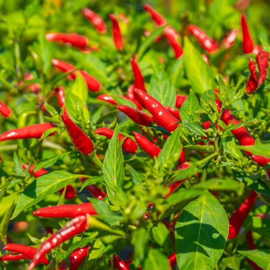Pepper Seeds - All In One For Home Gardens