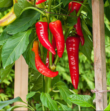Pepper Seeds - All In One For Home Gardens