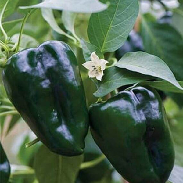 Pepper Seeds - Ancho Poblano