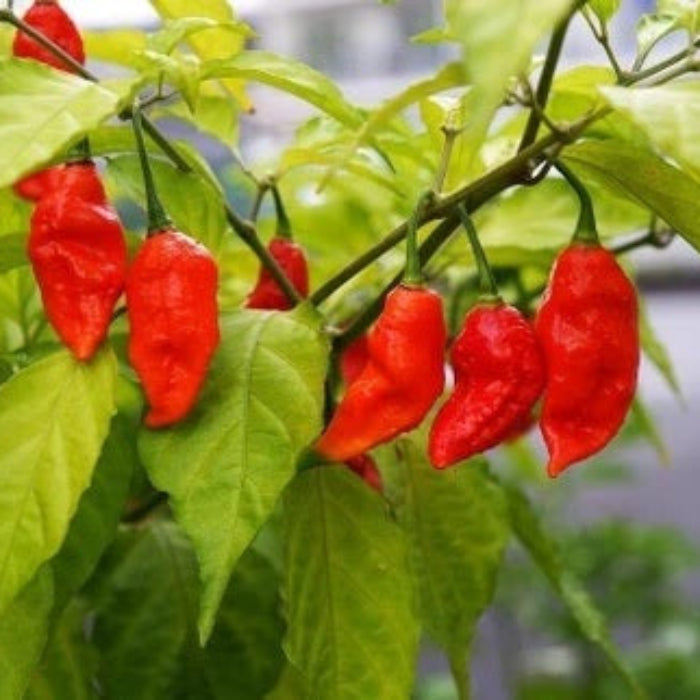 Pepper Seeds - Bhut Jolokia
