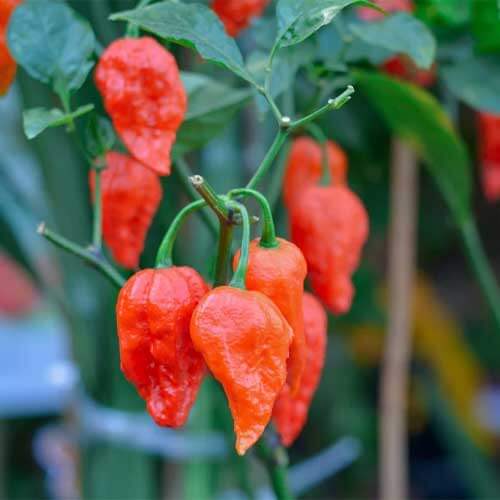 Pepper Seeds - Bhut Jolokia