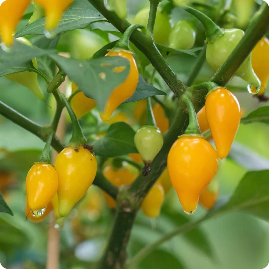 Bode Pepper Seeds | Grow Your Own Garden Peppers