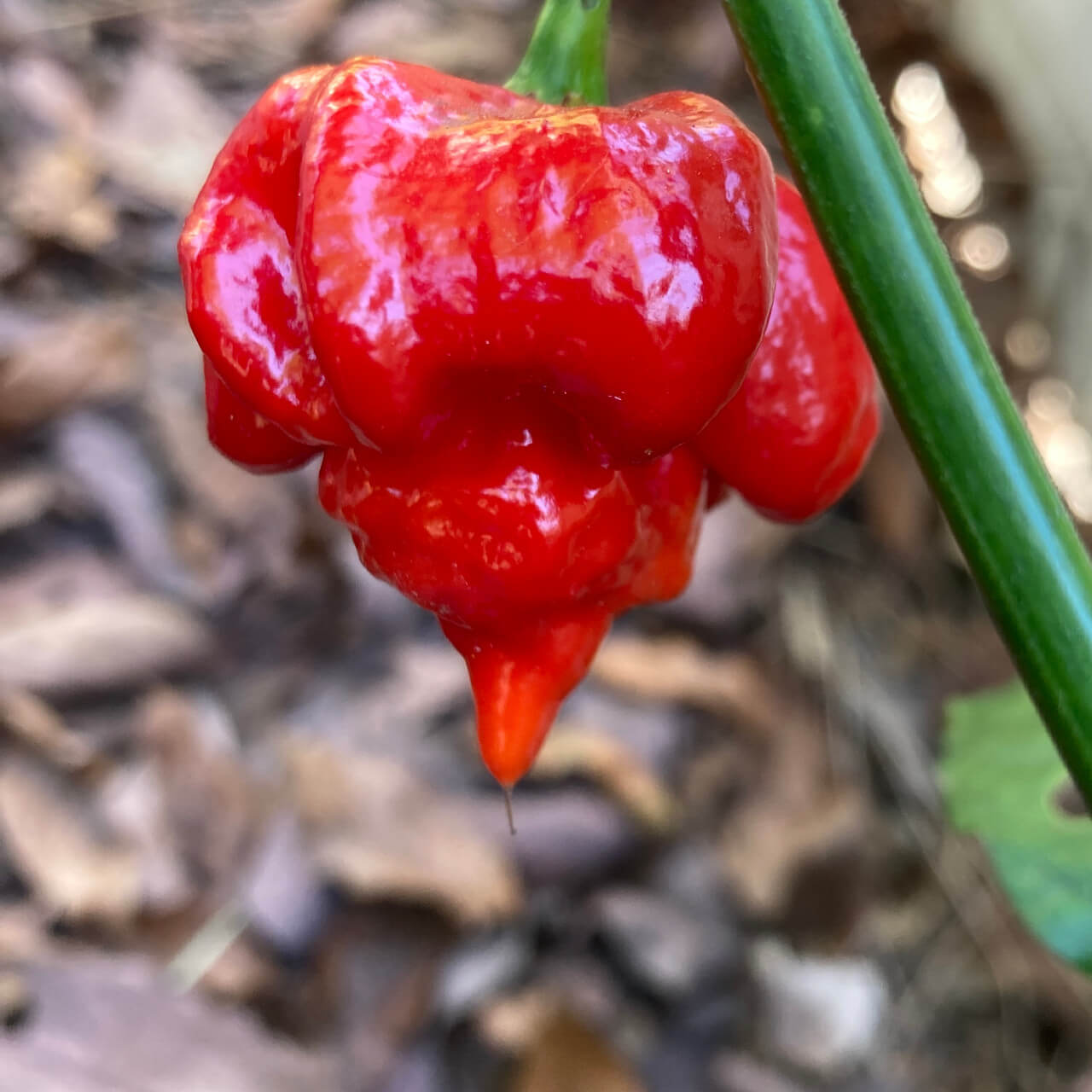  Pepper Seeds - Butch T Scorpion
