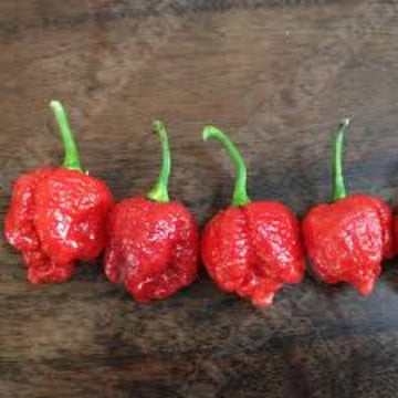  Pepper Seeds - Butch T Scorpion