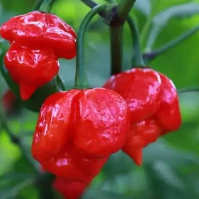  Pepper Seeds - Butch T Scorpion