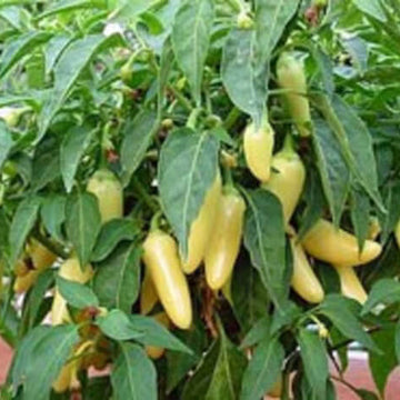 Pepper Seeds - Cascabella