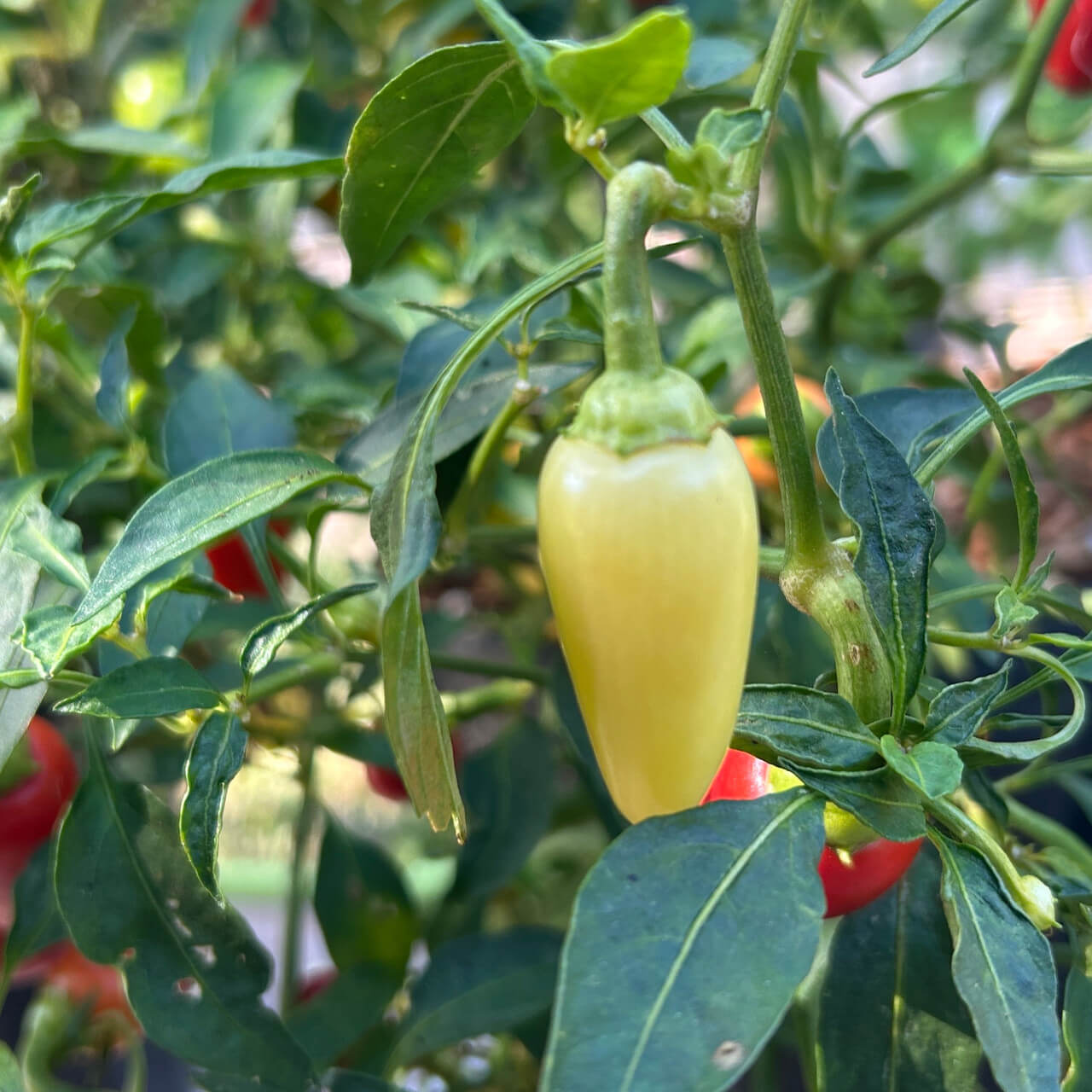 Pepper Seeds - Cascabella