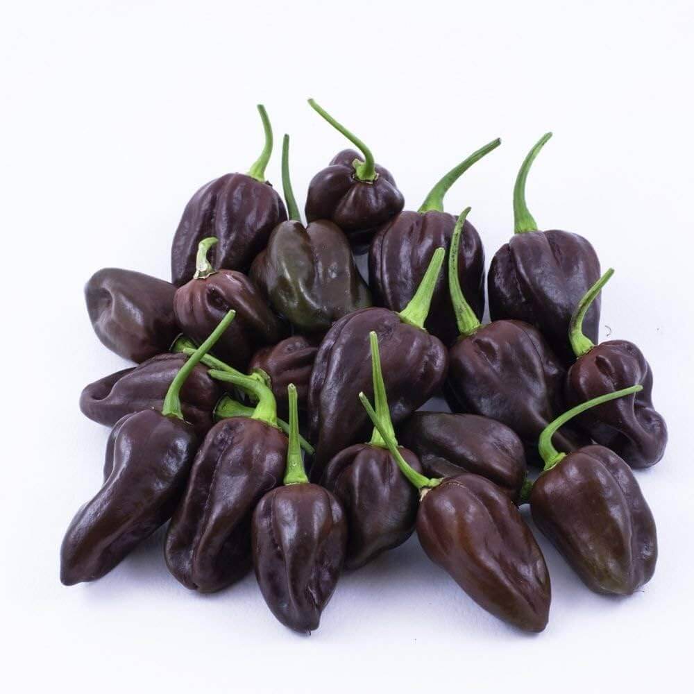 Pepper Seeds - Chocolate