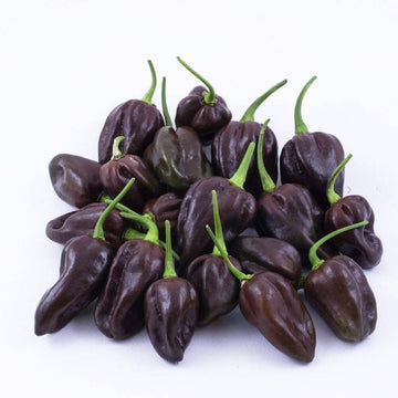 Pepper Seeds - Chocolate