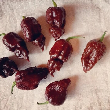  Pepper Seeds - Chocolate Bhutlah