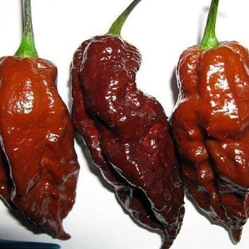  Pepper Seeds - Chocolate Bhutlah
