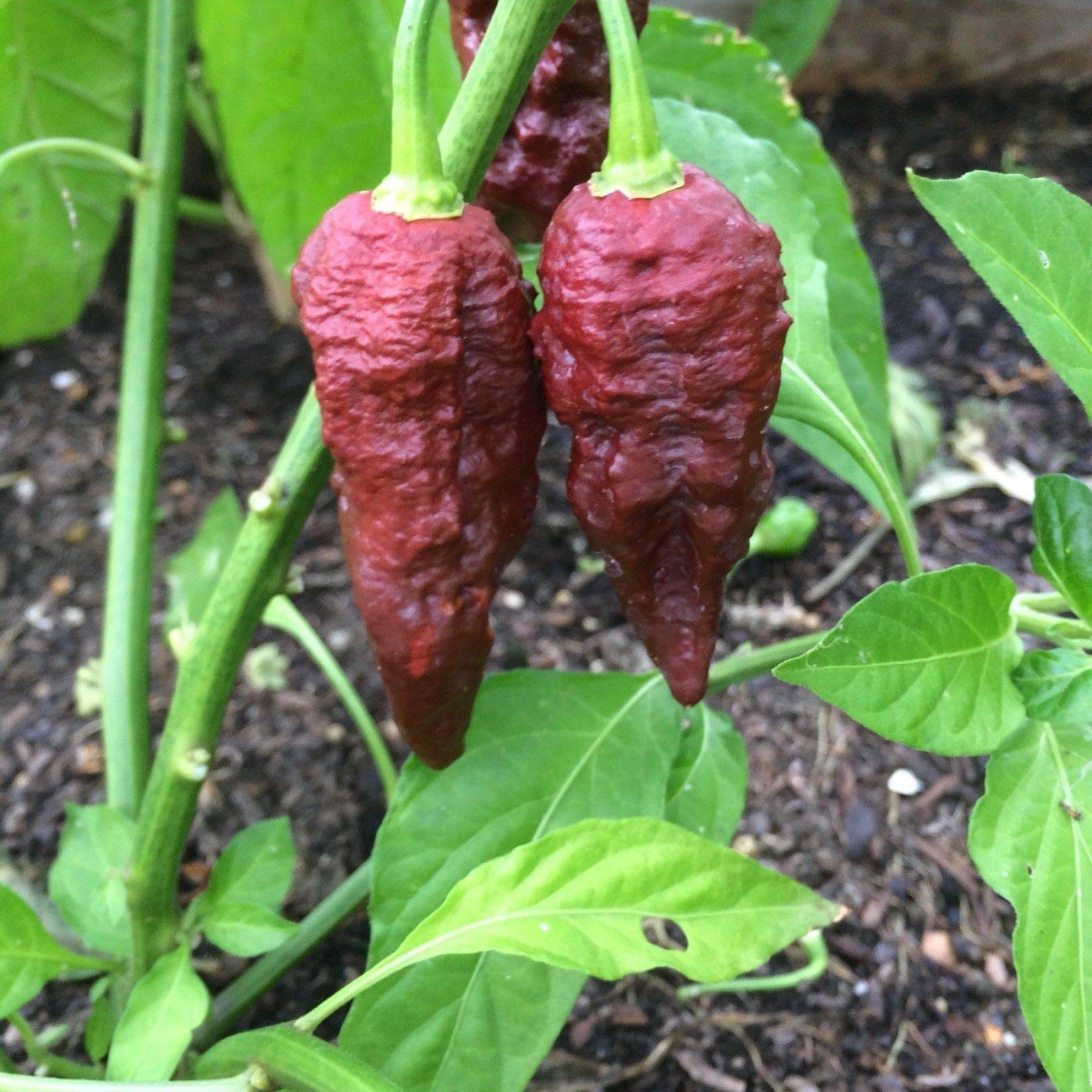  Pepper Seeds - Chocolate Bhutlah