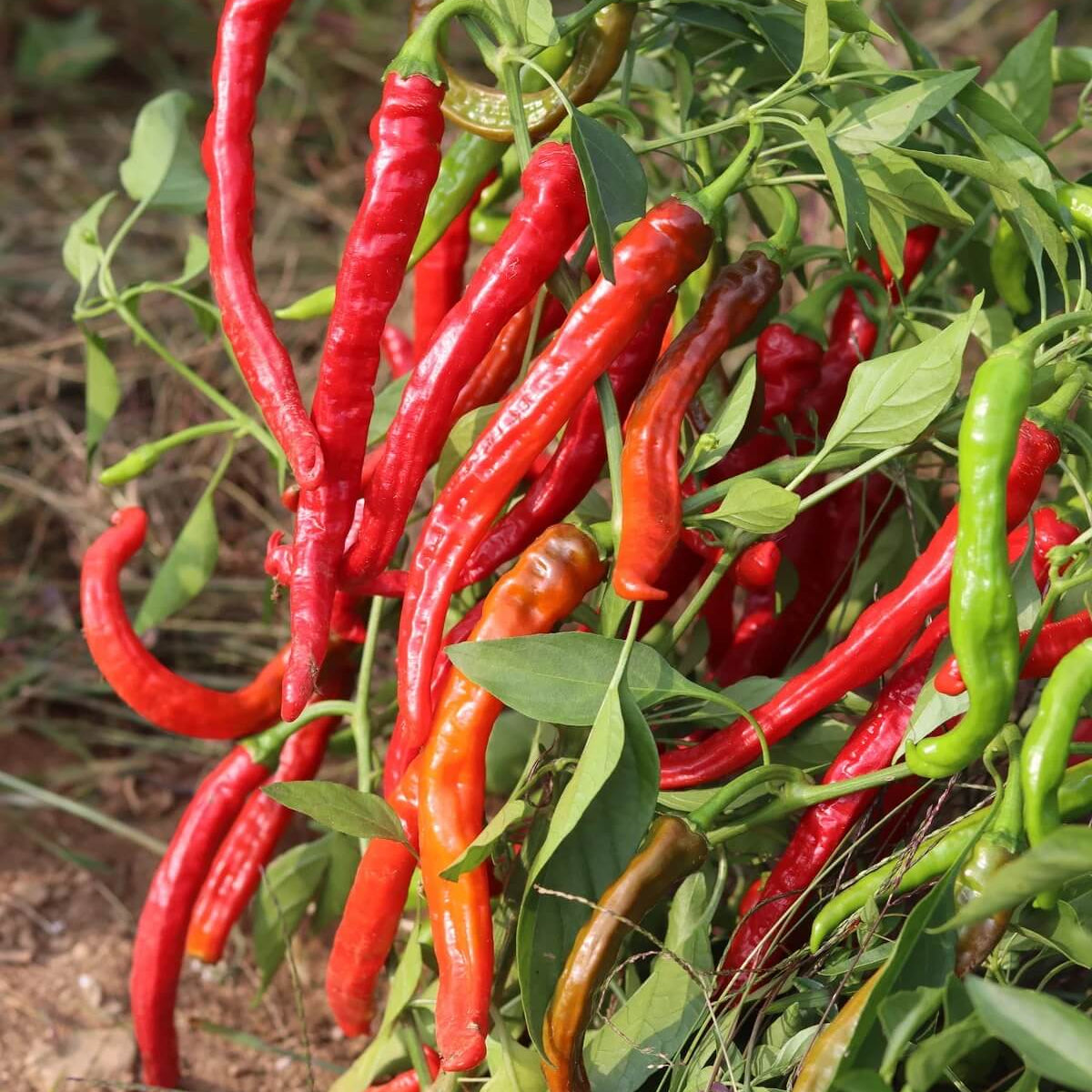 Pepper Seeds - Corbaci  