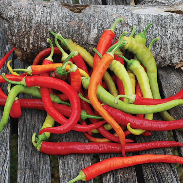 Pepper Seeds - Corbaci  