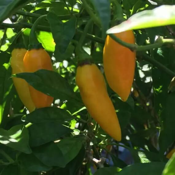 Pepper Seeds - Datil