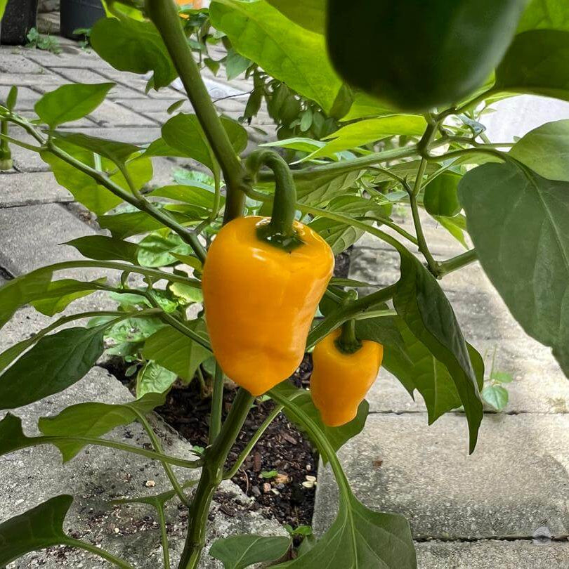 Pepper Seeds - Datil