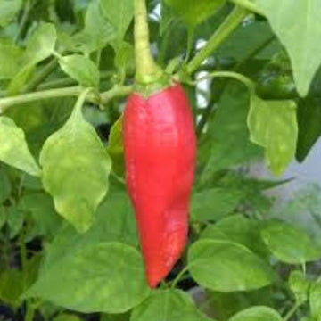 Pepper Seeds - Dedo de Moca