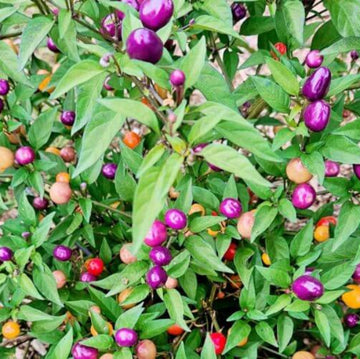 Pepper Seeds - Filius