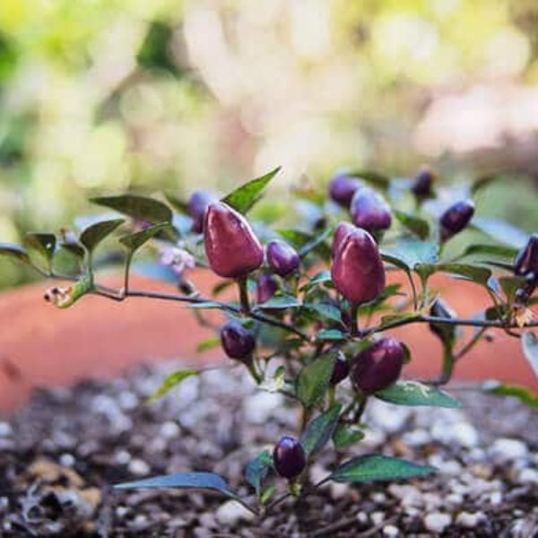 Pepper Seeds - Filius Blue