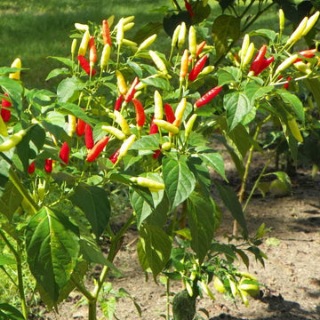 Pepper Seeds - Florida Grove