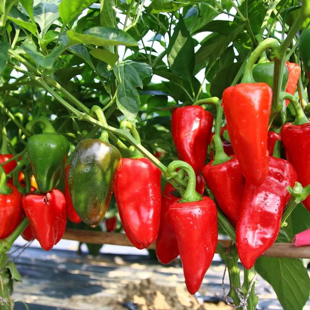 Pepper Seeds - Giant