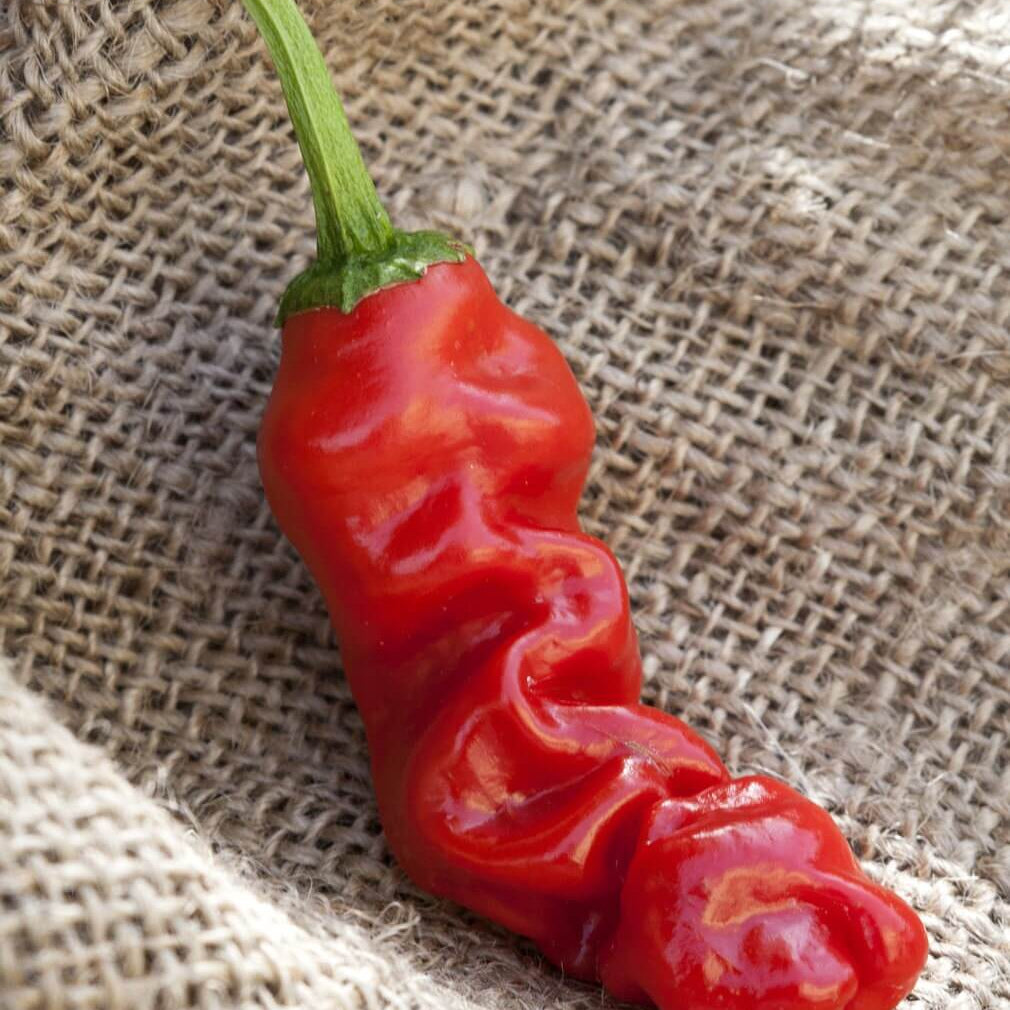 Pepper Seeds - Green Chili Willy & Peter