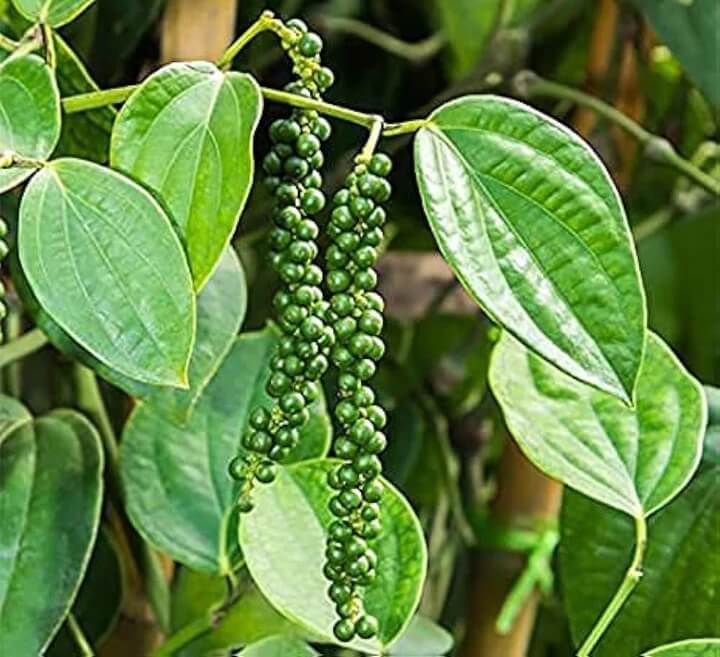 Pepper Seeds - Green Piper Nigrum 