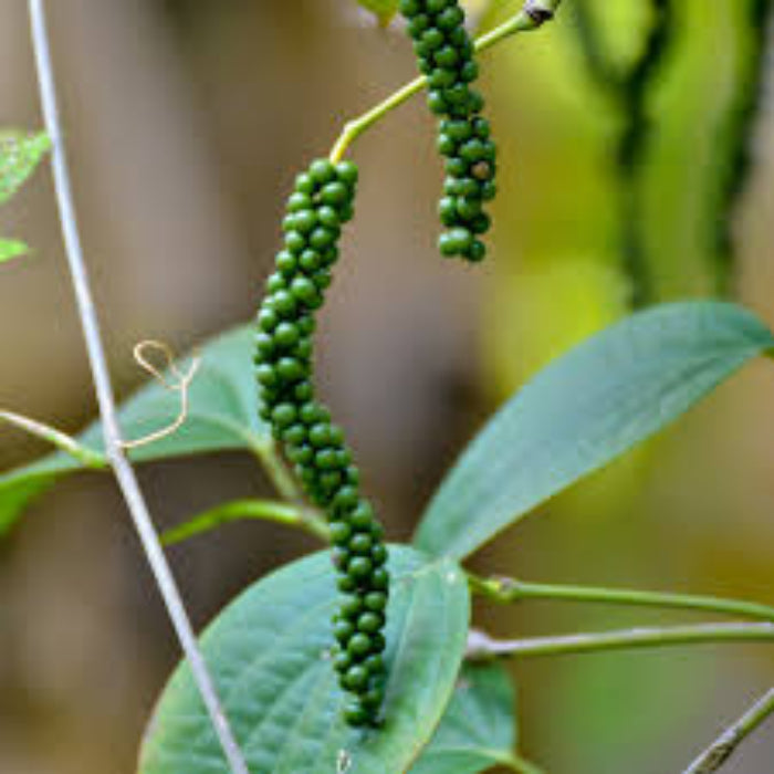 Pepper Seeds - Green Piper Nigrum 
