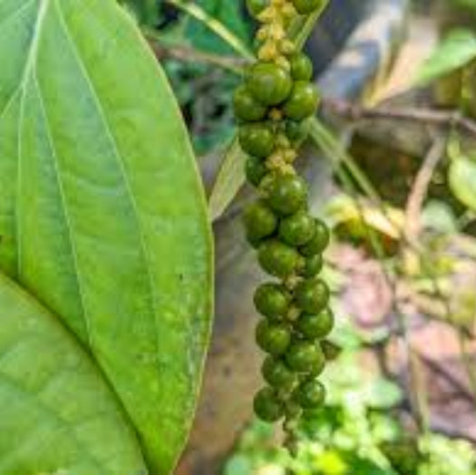 Pepper Seeds - Green Piper Nigrum 