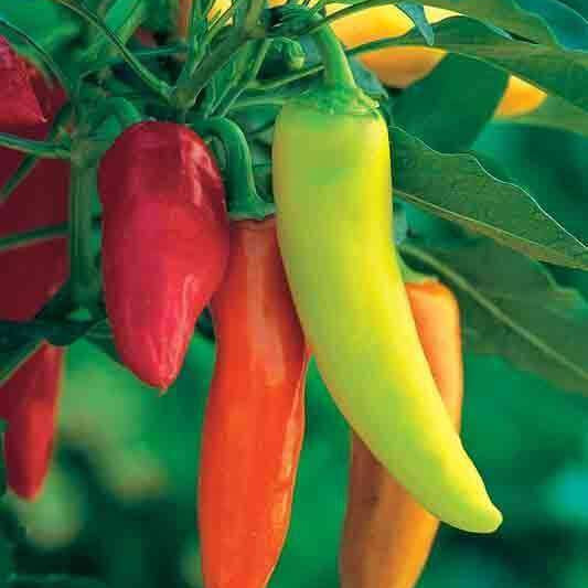 Pepper Seeds - Hungarian