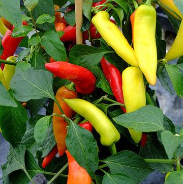 Pepper Seeds - Hungarian