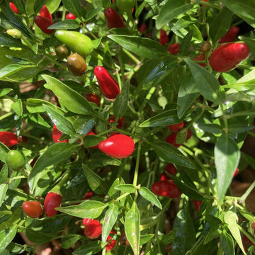 Pepper Seeds - Jamaican Bird 
