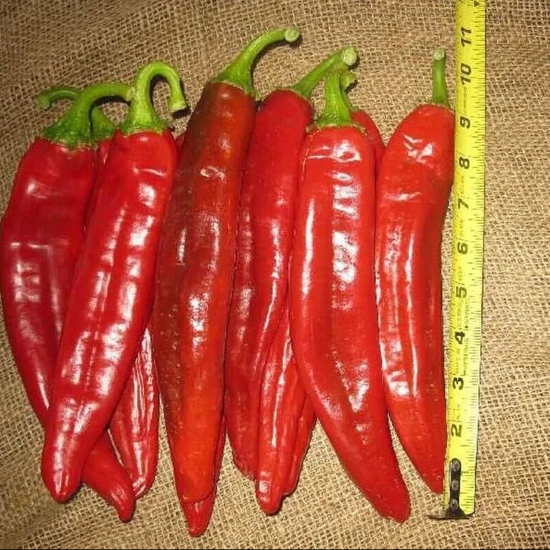 Pepper Seeds - Jim Legacy 