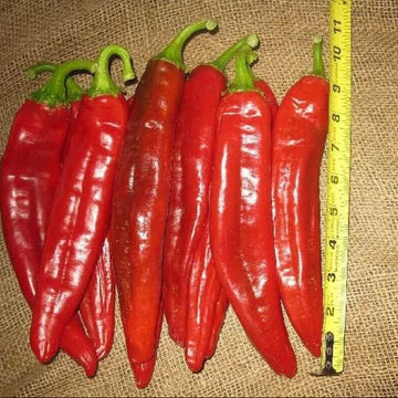 Pepper Seeds - Jim Legacy 