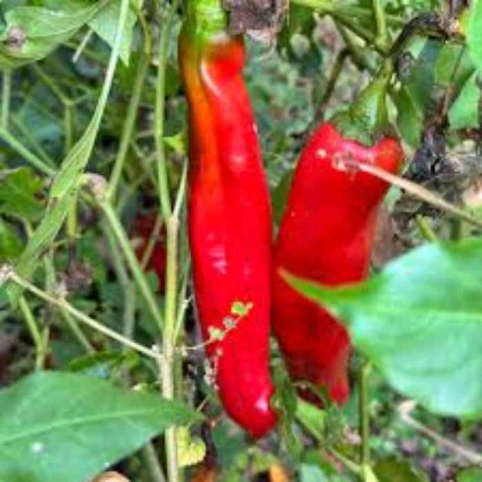 Pepper Seeds - Jim Legacy 